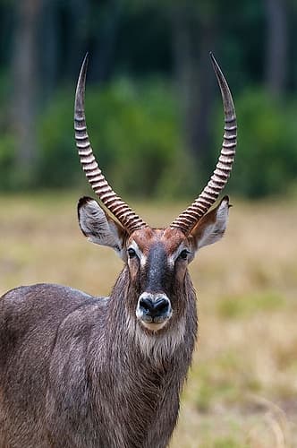 Close-up portrait of a waterbuck-Kobus ellipsiprymnus Masai Mara National Reserve-Kenya Games and Sports Print